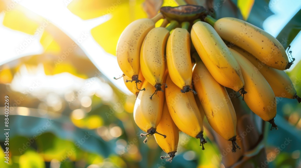 Bananas Bananas