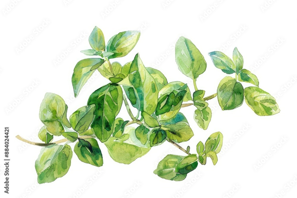 Fototapeta premium Organic Oregano and Marjoram Herbs in Watercolor Illustration with Fresh Green Sprigs on White Background