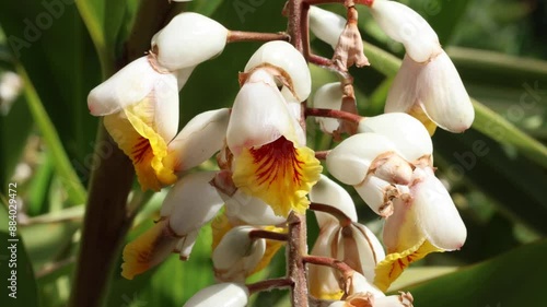 Alpinia zerumbet, commonly known as shell ginger  is a perennial species  native to East Asia