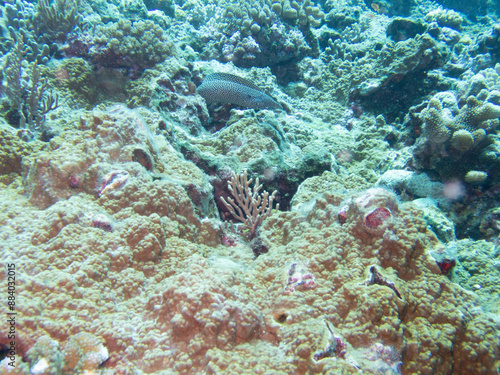 Whitemouth Moray Eel photo