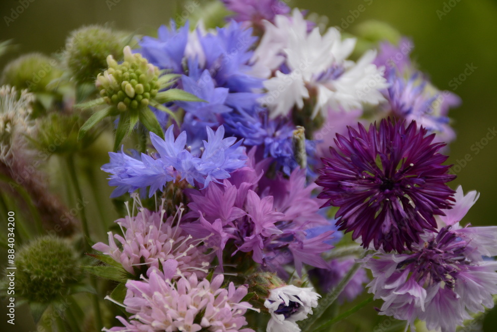 Beautiful wild cornflowers in pink, white, burgundy and blue on a blurred green background Beautiful wild cornflowers in pink, white, burgundy and blue on a blurred green background
