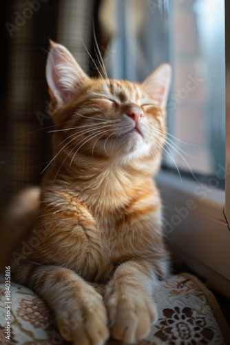Portrait of an orange tabby cat enjoying the sun.