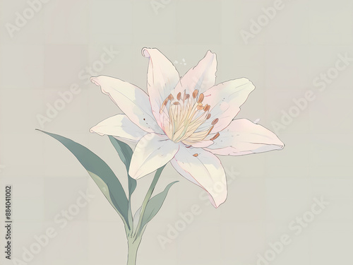 Elegant White Lily Bloom Pastel Lily Flower in Full Bloom Gorgeous White Lily