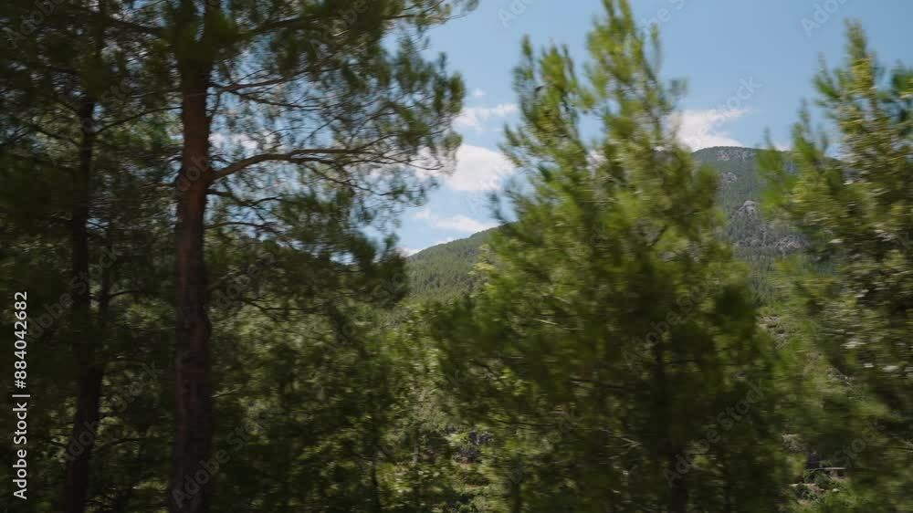 A Journey with Views from a Car. Tall Pine Trees and a Mountainous Landscape Pass by, Capturing the Beauty of Nature. The Clear Blue Sky and Green Hills Add to the Scenic Atmosphere of the Travel Expe A Journey with Views from a Car. Tall Pine Trees and a Mountainous Landscape Pass by, Capturing the Beauty of Nature. The Clear Blue Sky and Green Hills Add to the Scenic Atmosphere of the Travel Expe