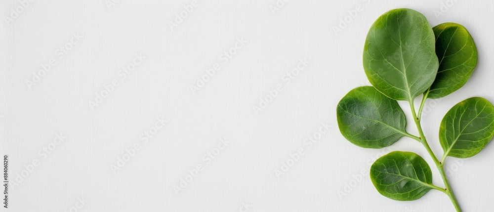 Minimalist composition of green leaves on a white background. Perfect for nature, botanical, or eco-themed projects and designs. Minimalist composition of green leaves on a white background. Perfect for nature, botanical, or eco-themed projects and designs.