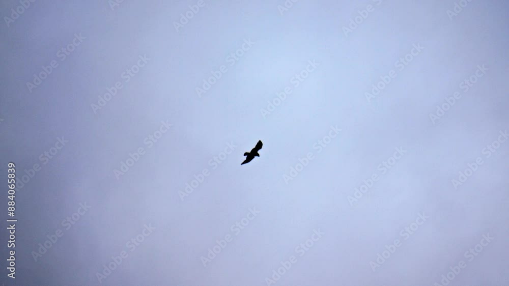 Red kite in flight over city buildings and power lines. Filmed with a telephoto lens on an overcast day, with the bird set against a backdrop of clouds. Red kite in flight over city buildings and power lines. Filmed with a telephoto lens on an overcast day, with the bird set against a backdrop of clouds.