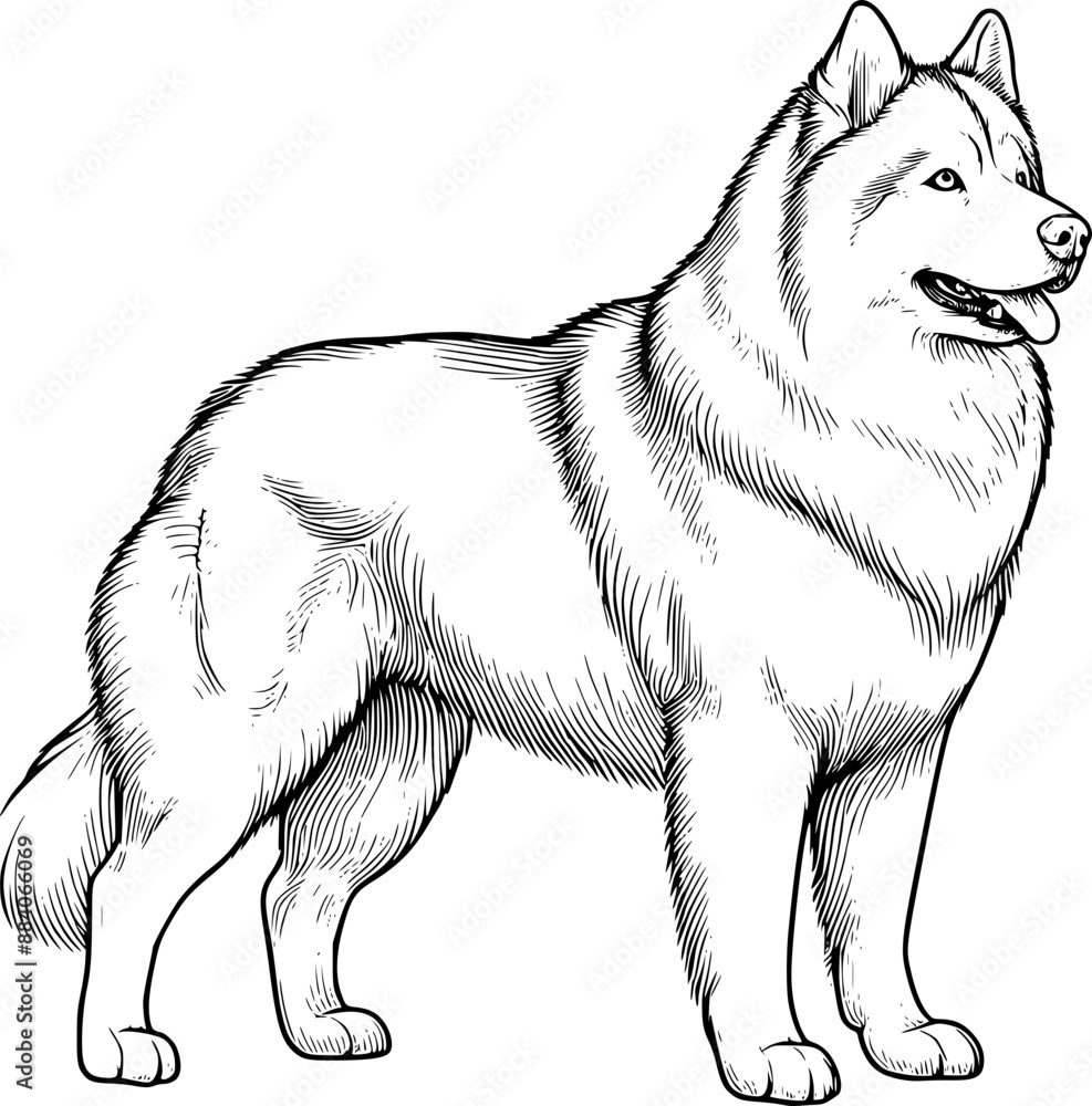 Fototapeta premium Dog isolated on white