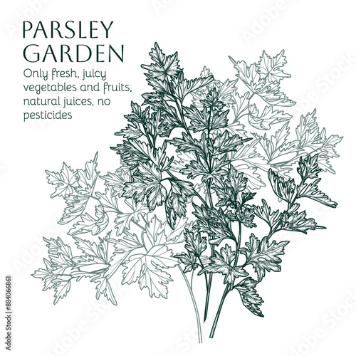 Vector illustration of parsley branch in engraving style