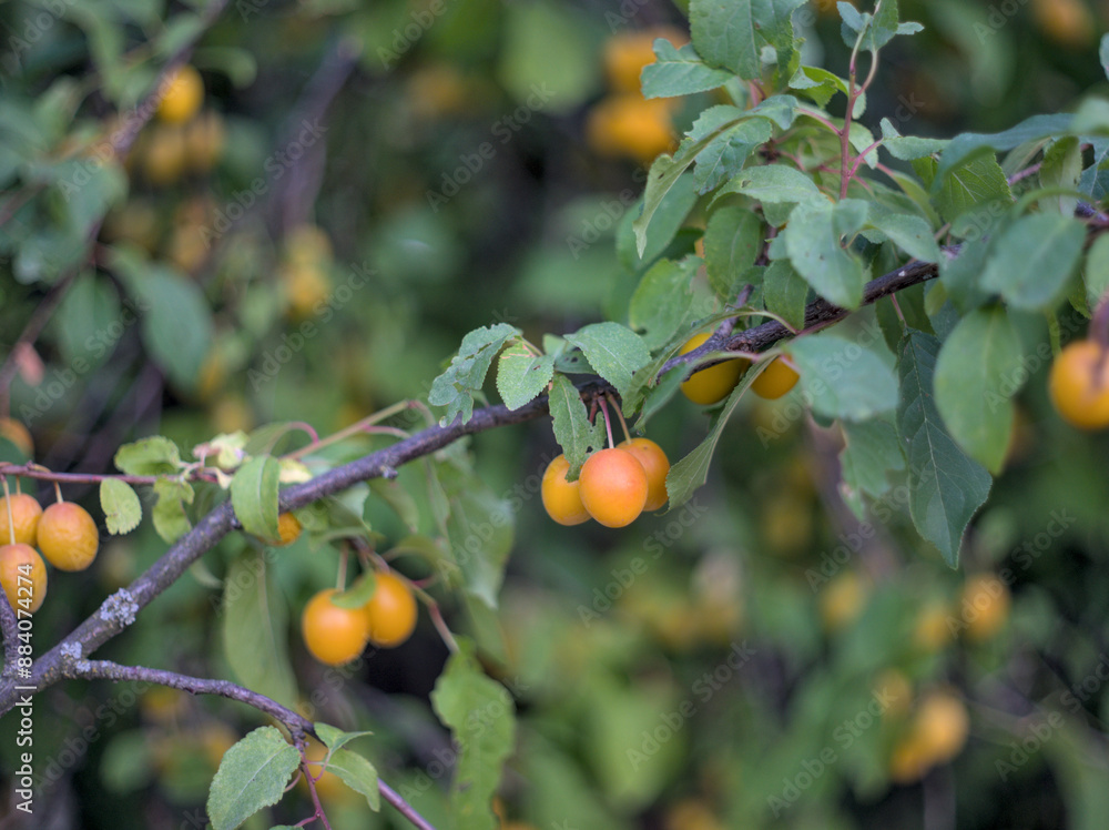 Ripe yellow plums on tree branches Ripe yellow plums on tree branches