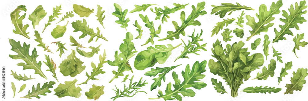 arugula watercolor clipart arugula watercolor clipart