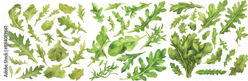 arugula watercolor clipart	