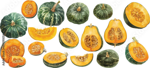 squash watercolor clipart	
