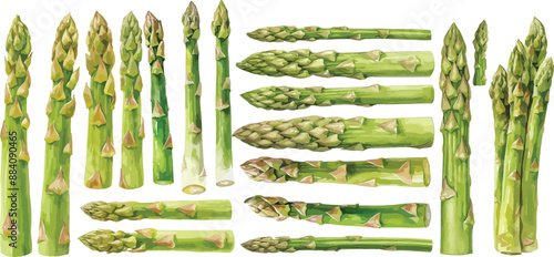 asparagus watercolor clipart	