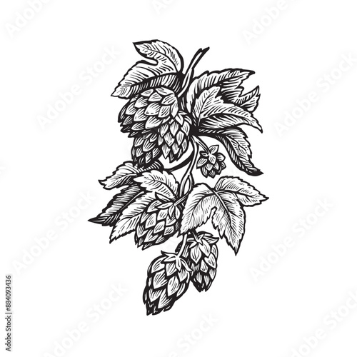 Vector sketch of hop branch. Beer ingredient illustration.