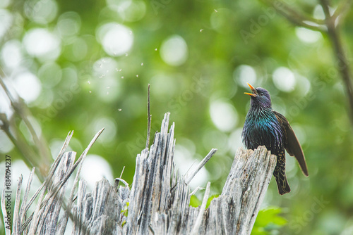 
Étourneau sansonnet
