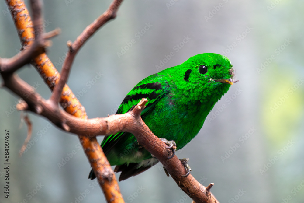 Lesser Green Broadbill (Calyptomena viridis) - Commonly Found in Southeast Asia Lesser Green Broadbill (Calyptomena viridis) - Commonly Found in Southeast Asia