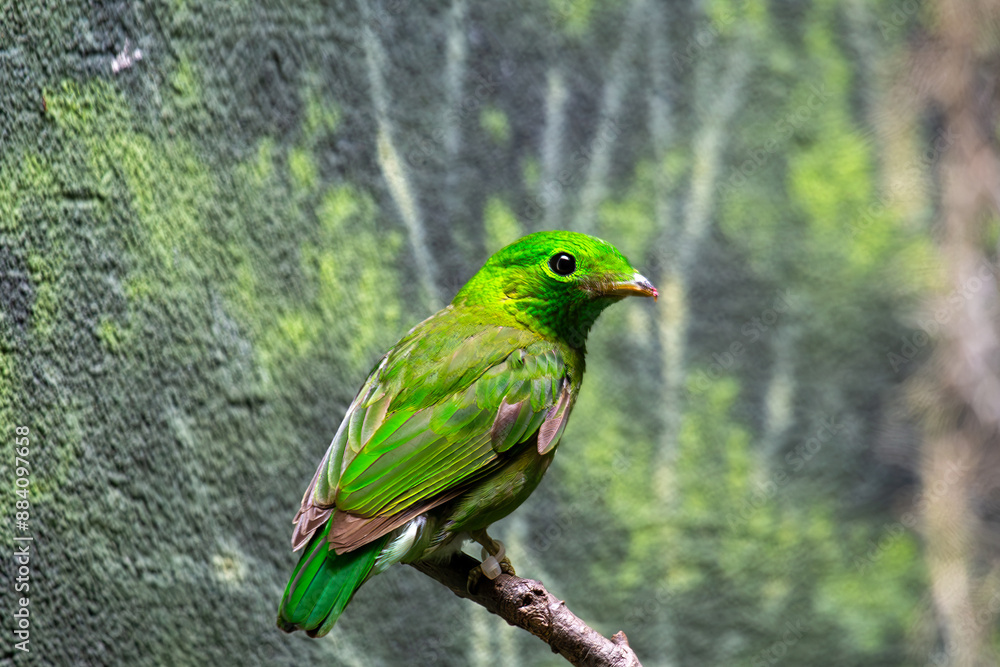 Lesser Green Broadbill (Calyptomena viridis) - Commonly Found in Southeast Asia Lesser Green Broadbill (Calyptomena viridis) - Commonly Found in Southeast Asia