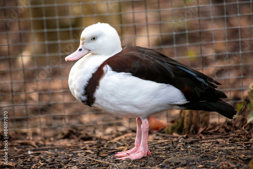 Raja Shelduck (Tadorna radjah) - Commonly Found in Northern Australia and New Guinea photo