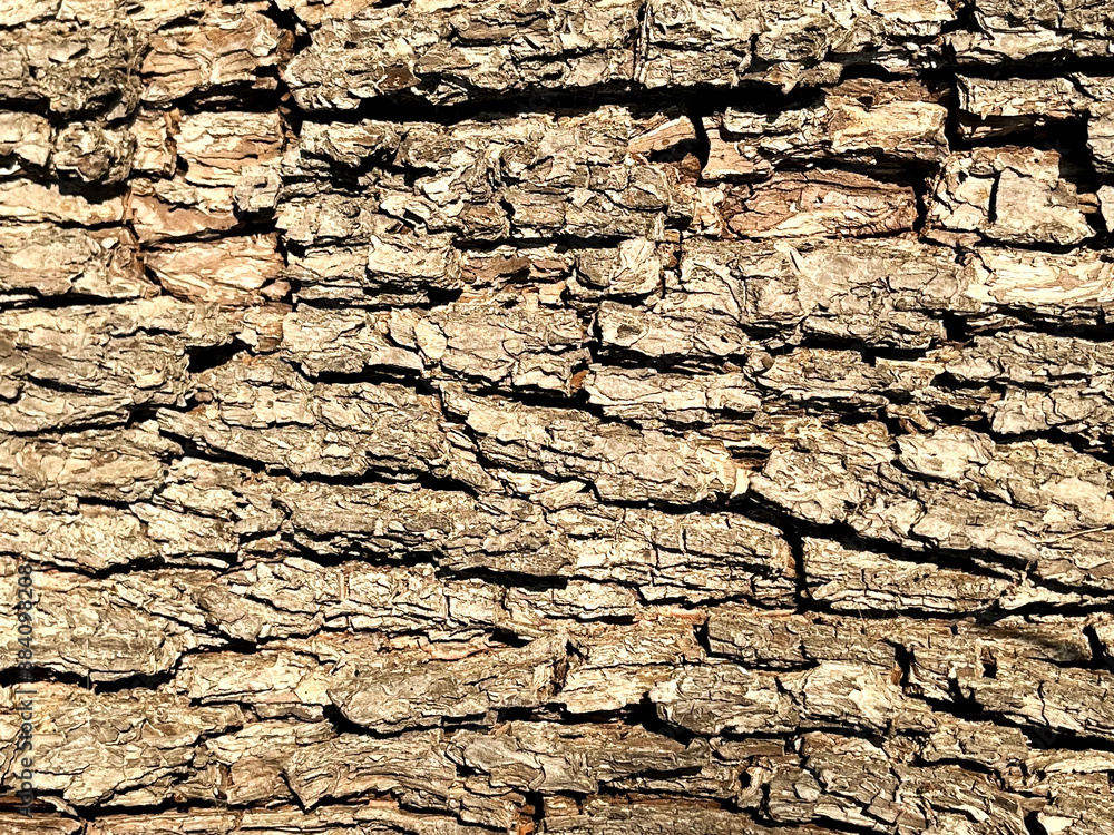 brown tree bark texture background brown tree bark texture background