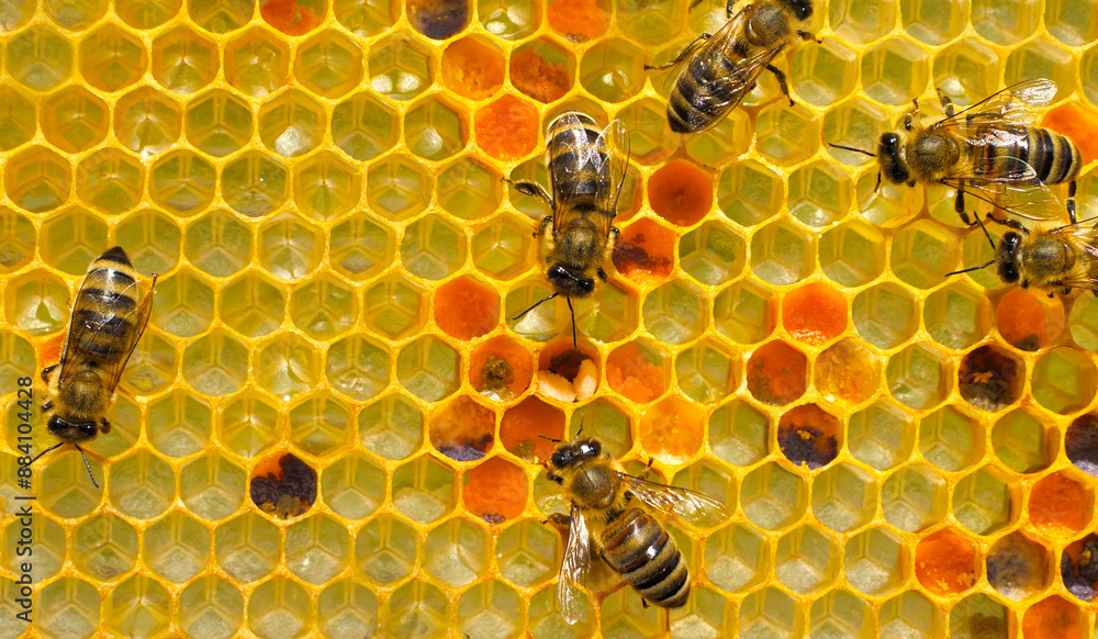 Harvesting pollen for feeding young bees.