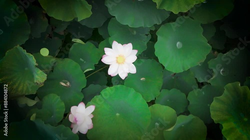 ドローンで撮影した 蓮の花（日本）