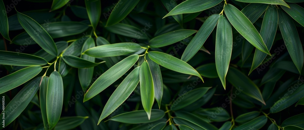 A tight shot of a lush plant, brimming with numerous green leaves above and below A tight shot of a lush plant, brimming with numerous green leaves above and below