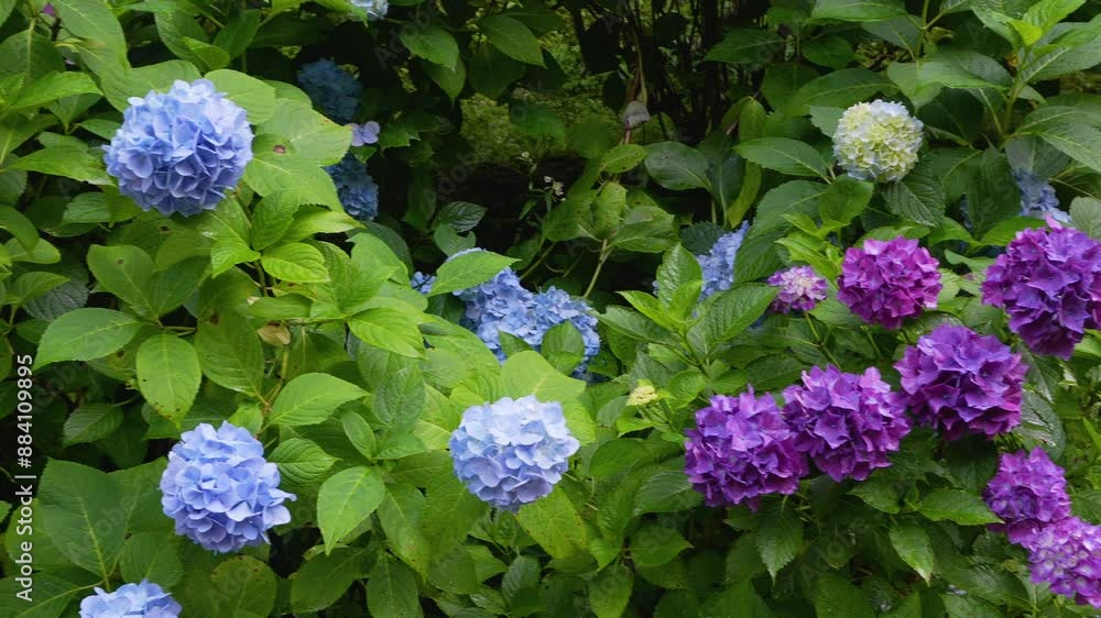 A handheld tracking shot of colorful hydrangea blooms all around. 4k 10bit footage. A handheld tracking shot of colorful hydrangea blooms all around. 4k 10bit footage.