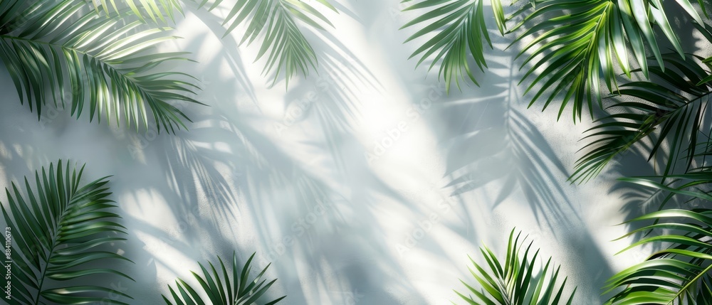 A palm leaf's close-up against a white backdrop, with its cast shadow on the wall A palm leaf's close-up against a white backdrop, with its cast shadow on the wall