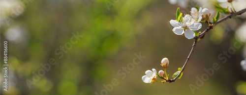 Obraz na płótnie Spring background, banner - flowers of plum tree, selective focus, close up with space for text w salonie