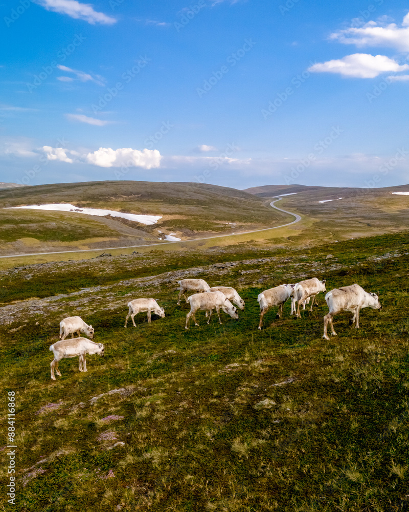 Fototapeta premium A herd of reindeer graze on a lush green hillside in Norway. A winding road snakes through the landscape, leading towards distant snow-capped peaks. North Cape or Nordkapp, Norway