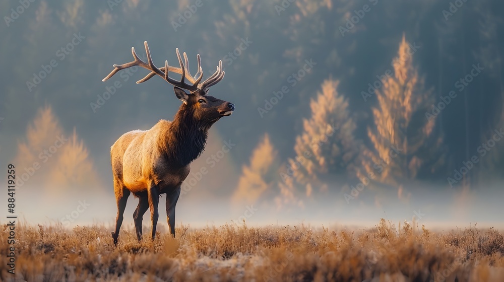 Majestic Elk Standing Proudly in Misty Autumn Meadow at Sunrise Majestic Elk Standing Proudly in Misty Autumn Meadow at Sunrise