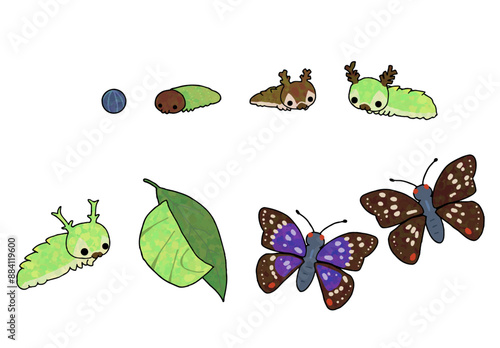 Purple emperor growth
