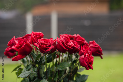 bouquet of red roses in nature in the rain, drops of dew on the buds