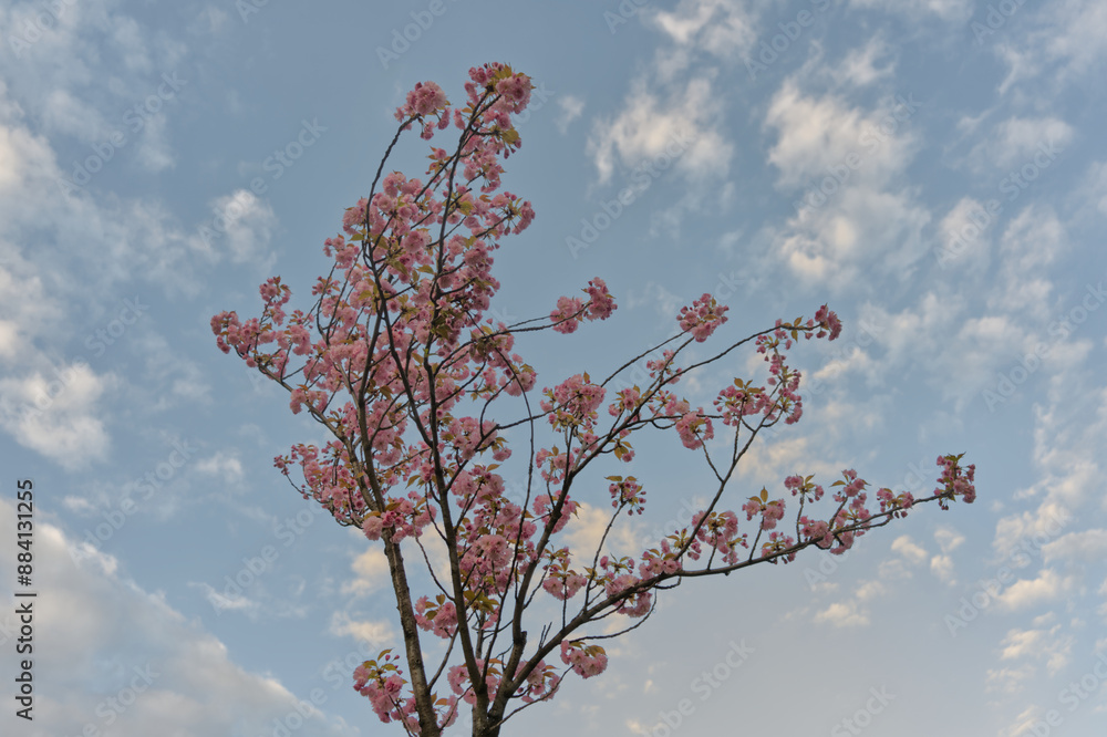 A single cherry blossom tree branch against a blue sky with soft clouds, highlighting delicate pink flowers. A single cherry blossom tree branch against a blue sky with soft clouds, highlighting delicate pink flowers.