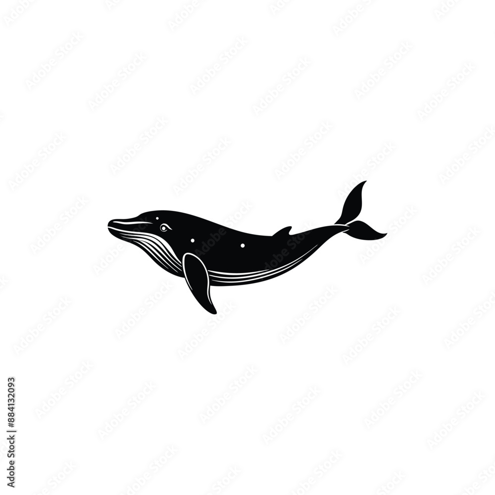dolphin isolated on white dolphin isolated on white