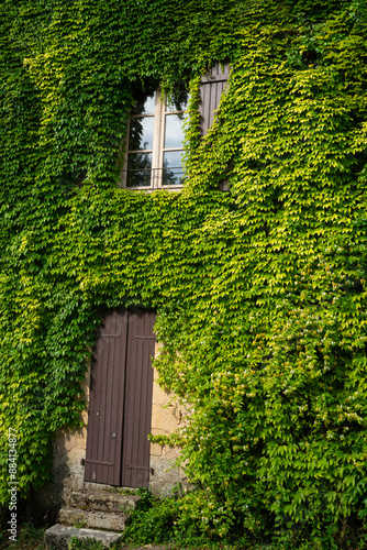 maison, vigne vierge, Parthenocissus quinquefolia © JAG IMAGES