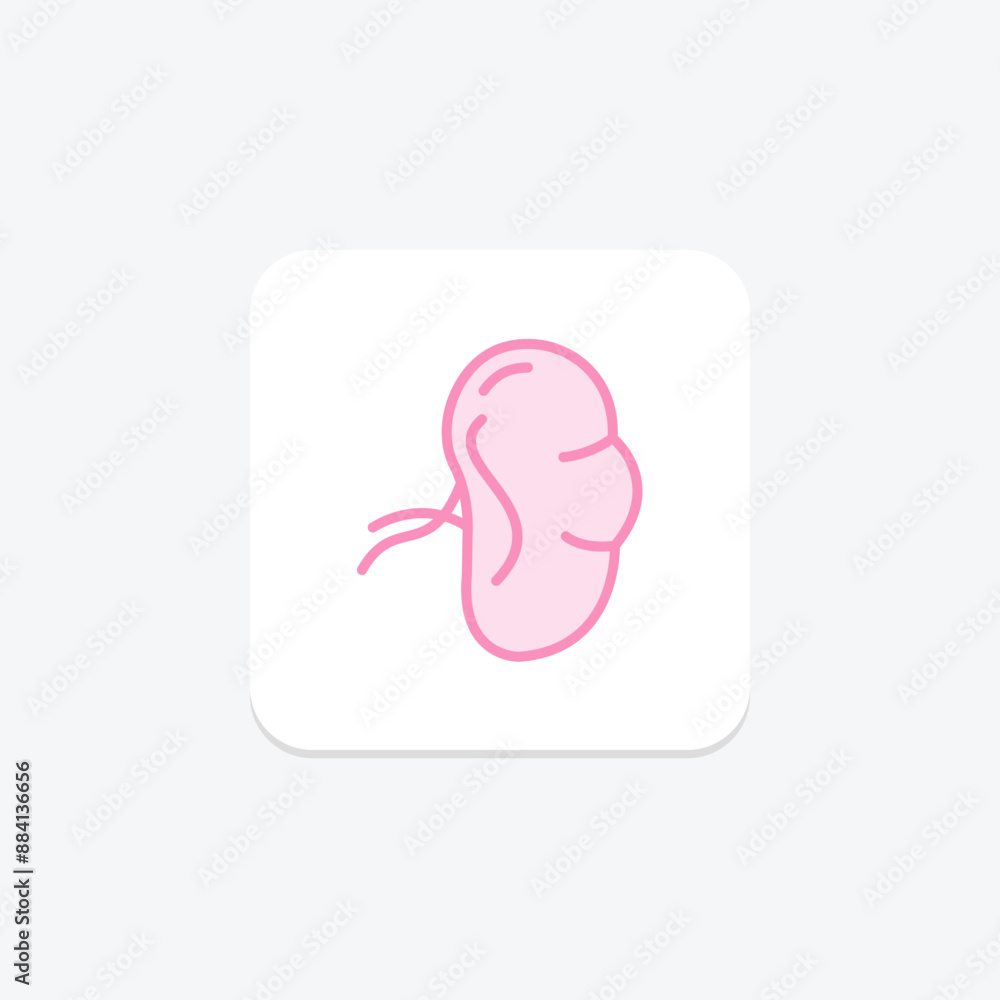 Spleen duotone line icon , vector, pixel perfect, illustrator file Spleen duotone line icon , vector, pixel perfect, illustrator file