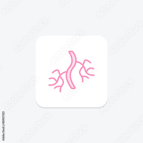 Blood Vessels duotone line icon , vector, pixel perfect, illustrator file