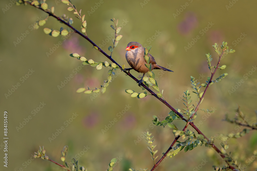 common Waxbill bird perched on the branch of a tree