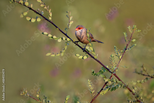 Obraz na płótnie common Waxbill bird perched on the branch of a tree w salonie