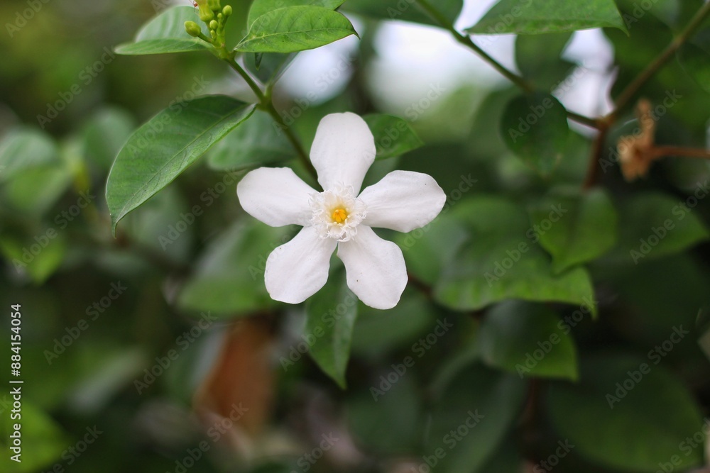 Jasminum sambac (Arabian jasmine or Sambac jasmine) is a species of jasmine native to tropical Asia, from the Indian subcontinent to Southeast Asia. Jasminum sambac (Arabian jasmine or Sambac jasmine) is a species of jasmine native to tropical Asia, from the Indian subcontinent to Southeast Asia.