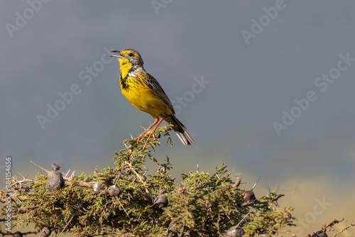 Yellow-throated longclaw ( Sarı gerdanlı incir kuşu )Macronyx croceus, beautiful songster photo