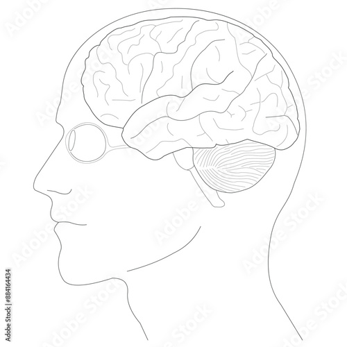 Human brain anatomy structure illustration