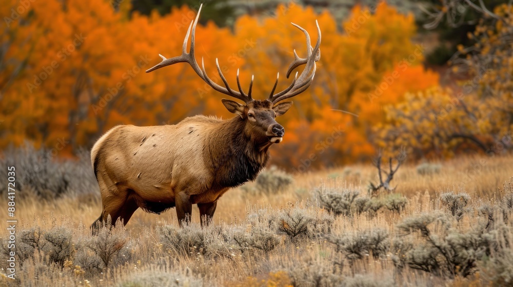 Obraz premium Majestic Elk in Autumn