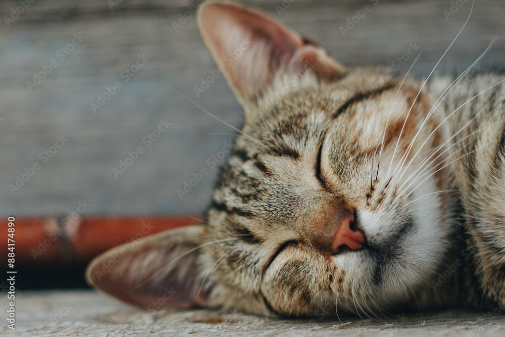 Naklejka premium cat sleeping on the bench