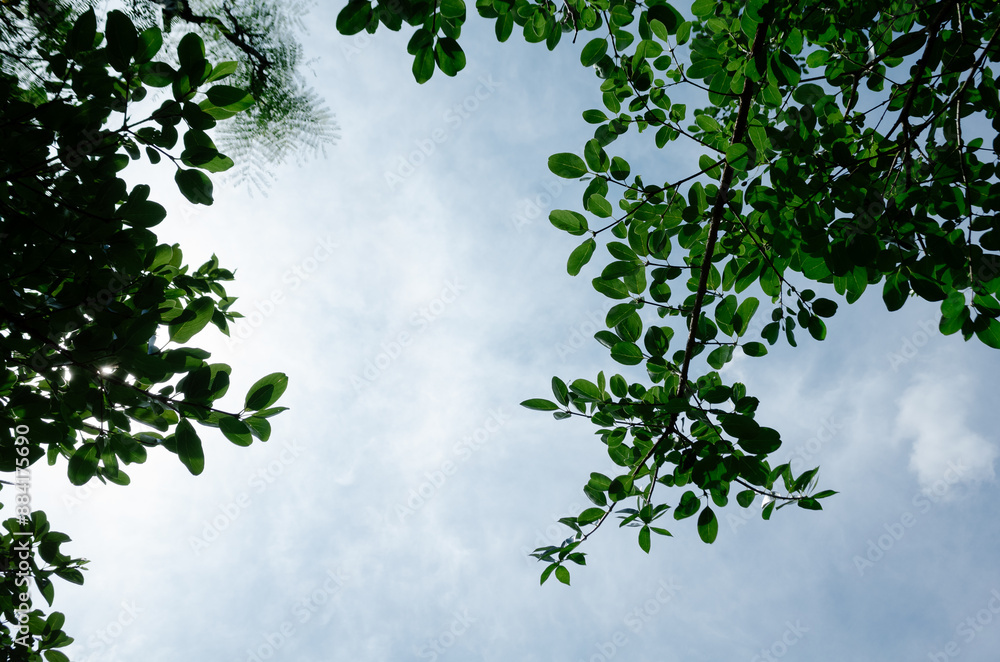 Fototapeta premium leaves in the sky