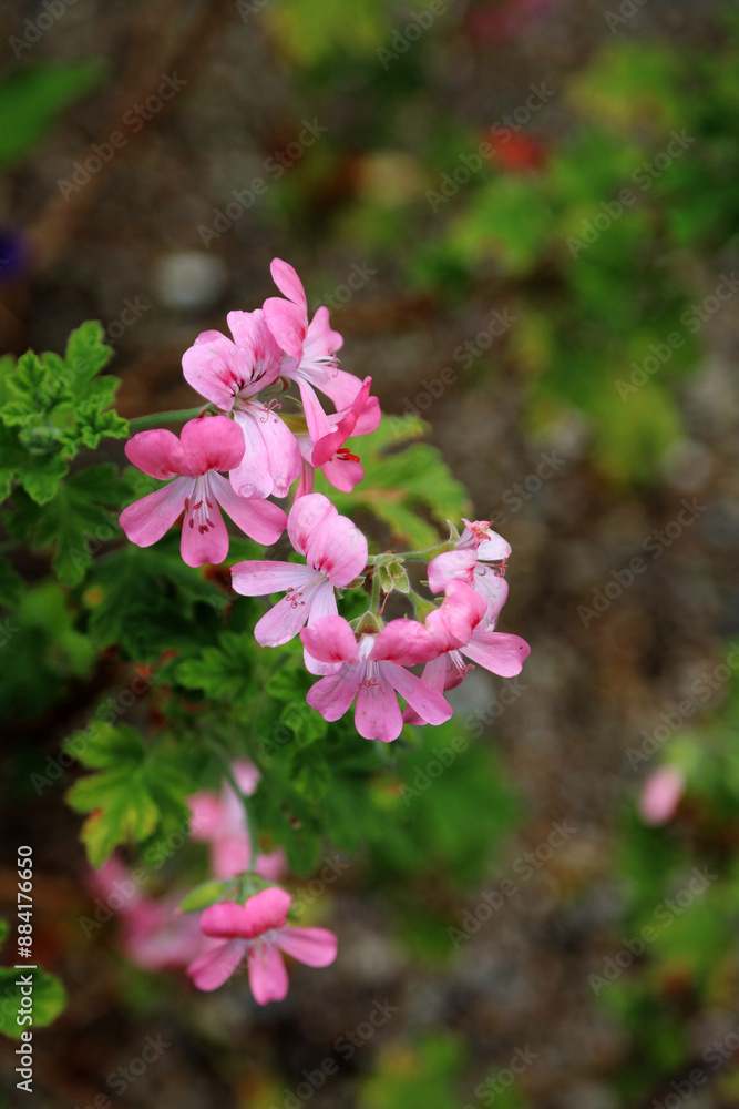 Fototapeta premium Macro image of pink Rose-scented geranium blooms with rain drops, North Yorkshire England