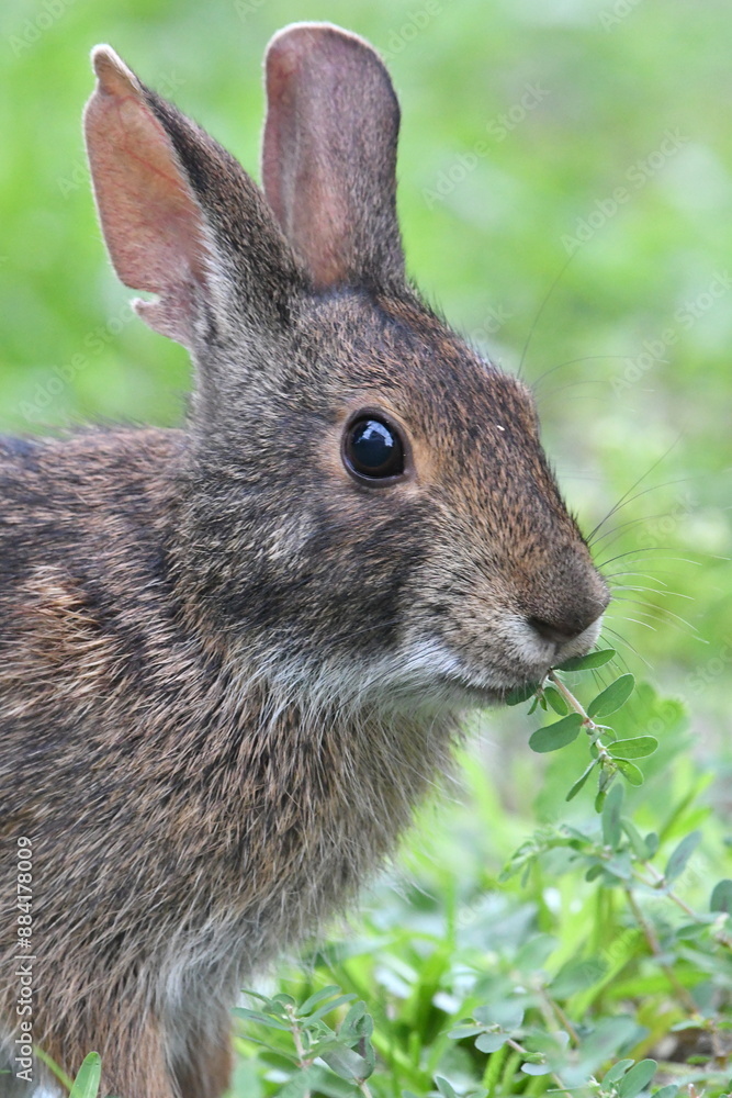 A very close-up portrait shot of a wild grey bunny rabbit eating the green grass. A very close-up portrait shot of a wild grey bunny rabbit eating the green grass.
