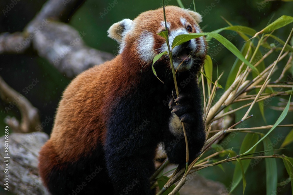 Naklejka premium Red Panda eating bamboo