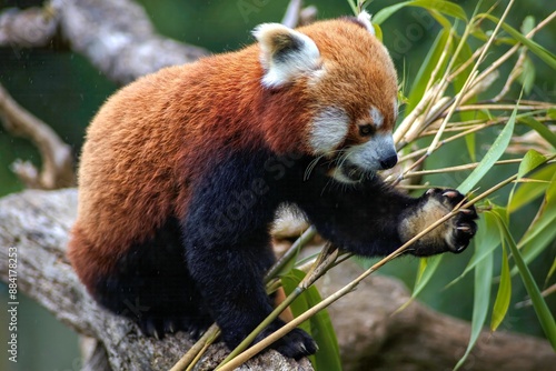 Red Panda eating bamboo